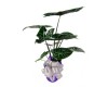 Assorted Alocasia